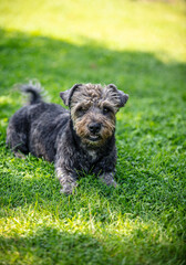 Small happy dog on the grass - 529174583