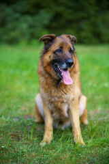 Deutscher Schäferhund