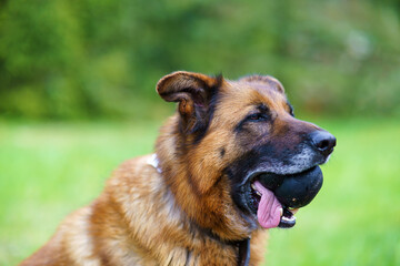 Deutscher Schäferhund