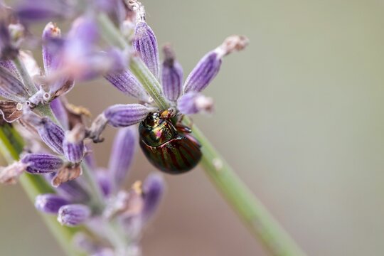 Closeup of rosemary beetle (Chrysolina americana) on blooming lavender flower on blurred background
