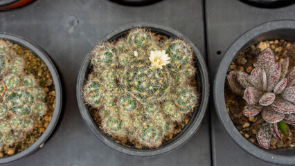 small Mammillaria bocasana in pots