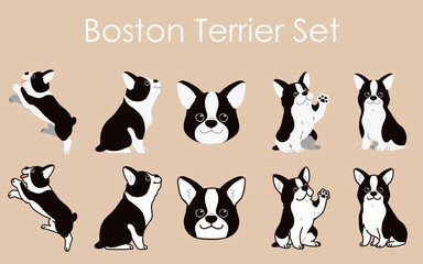 Simple and adorable Boston Terrier dogs illustrations set