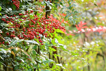 Red berries and leaves of nandina tree in early winter.
