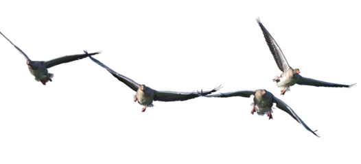 Front view of geese in flight