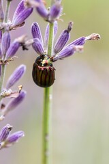 Fototapeta premium Closeup of rosemary beetle (Chrysolina americana) on blooming lavender flower on blurred background