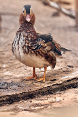 Mandarin Duck close up. Species of ducks Aix. 
