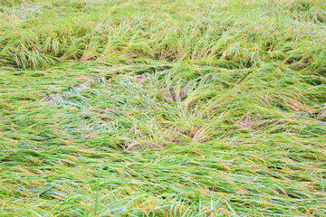 雨や台風でなぎ倒された稲