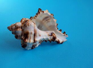 Obraz na płótnie Canvas Sea shell on a blue background