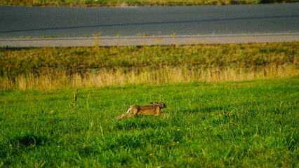 A gray hare runs on the grass along the road