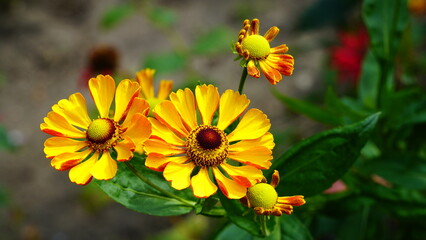 A bush of bright blooming yellow autumn sneezeweed close up