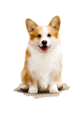 realistic corgi dog illustration. hand drawn, isolated on white background. friend of human. use for printing posters, postcards and invitations
