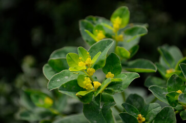Euphorbia palustris. Marsh spurge. 
