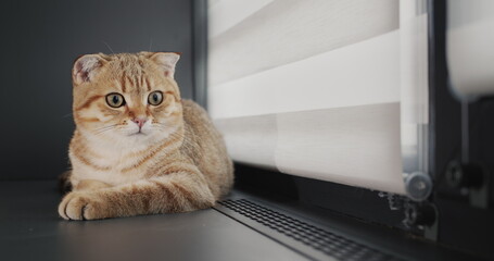 A ginger cat is sitting on the windowsill near the heater grate. Warm and well insulated house