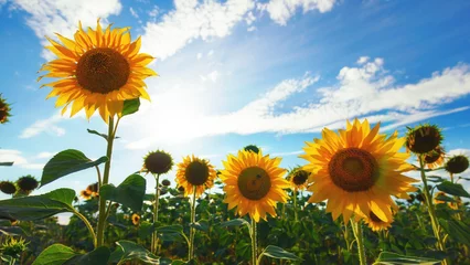 Rolgordijnen sunflower agriculture field and blue sky, beautiful nature, summer landscape and bright sun © soleg