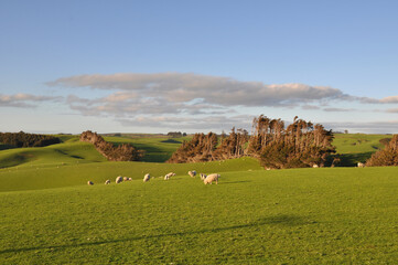 Sheep Farm Rolling Hills Neuseeland