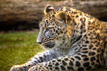 Naklejka na ściany i meble close-up portrait of a young leopard