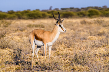 Lateral view of Springbok, Central Kalahari Game Reserve, Rakops, Botswana, Africa