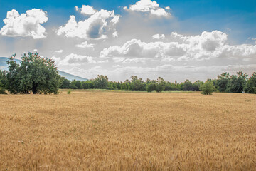Obraz premium Wheat field and cloudy blue sky. Agriculture and harvesting concept.