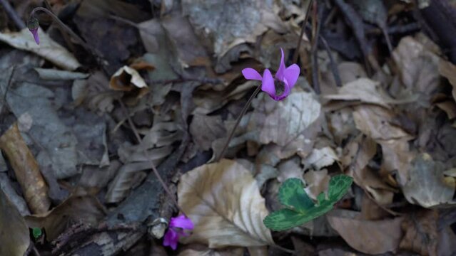 Alpine Purple Cyclamen in natural ambient (Cyclamen purpurascens) - (4K)