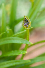 leaf with drops Agapanthus lily nile agapanthus bud among fresh green leaves top view close-up copy space