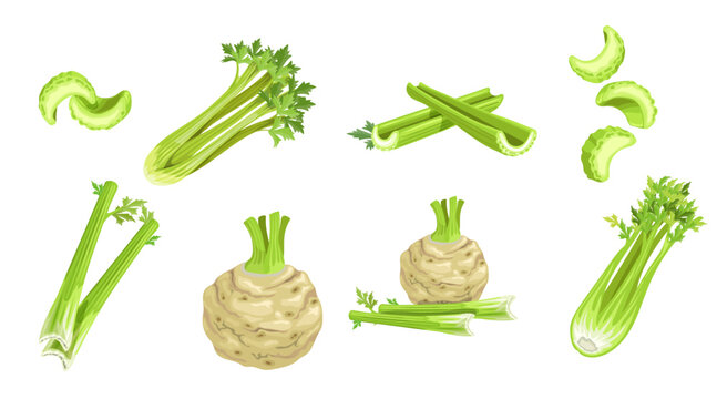 Celery set. Cartoon style. Roots and stems, whole and cuts with flying elements Farm fresh vegetable icons. Vector illustrations isolated on white background.