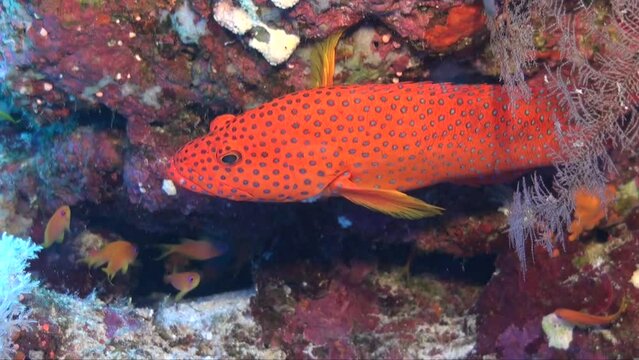 Coral rock cod close up on tropical coral reef