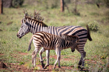Fototapeta na wymiar Zebra calf suckling from its mother while enjoying the African savannah of South Africa, these herbivorous animals are often seen on wildlife safaris.