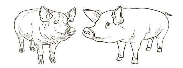A pet, a pig. Black and white  image. Coloring book for children. Vector drawing.