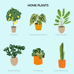Hand drawn set of home plants: lemon tree, velvet cardboard anthurium, calathea lancifolia, monstera deliciosa, pilea peperomia,  cereus cactus. Vector EPS 10 illustration. © notannft