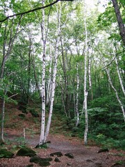 乗鞍高原の遊歩道から見た風景