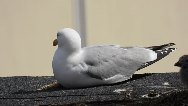 herring gull (larus argentatus) sits and scream on the roof of the house. natural sound