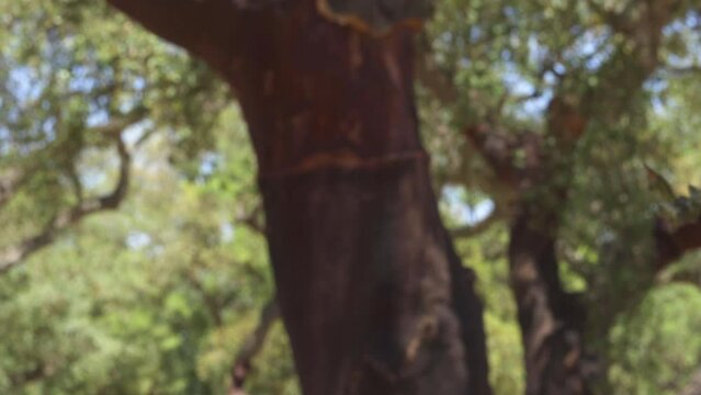 Cork tree garden (cork oak) is a long-standing business in parts of Portugal, slow motion panoramic video on a sunny summer day.