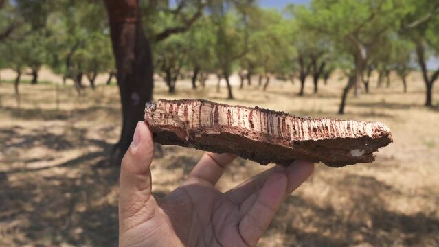 Cork tree garden (cork oak) is a long-standing business in parts of Portugal, element of cork tree bark in the foreground.