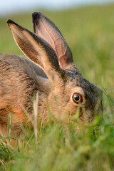 Rabbit sitting in the grass and eating