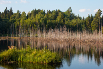 A swamp in the forest with dry grass. Flooded forest