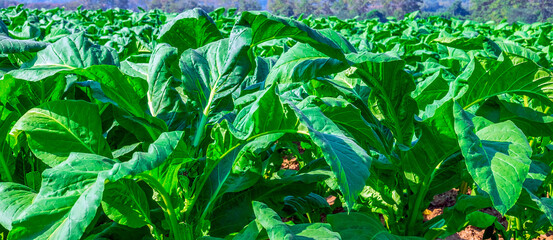 Close up of Tobacco big leaf crops growing in tobacco plantation field. Tropical Tobacco green leaf background