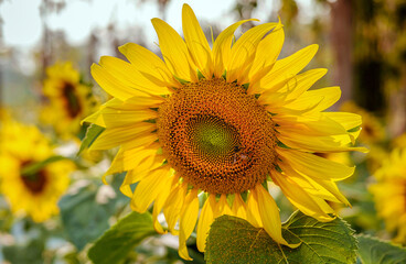 A Close-up of sunflowers blooming beautifully against the golden light in the morning. Blooming sunflowers in summer