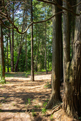 Fototapeta premium beautiful views of the summer park