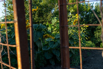 view of sunflowers through the old fence