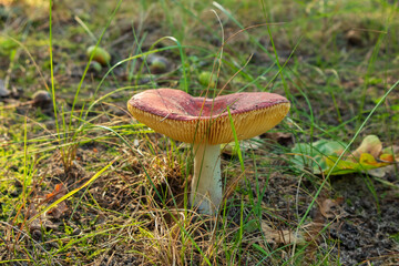 Mushroom with plates in the forest close-up. Agaric mushroom in the grass