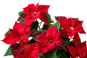 Red poinsettia plant isolated transparent png. Christmas Eve flower or Flor de Pascua. Euphorbia pulcherrima plant.