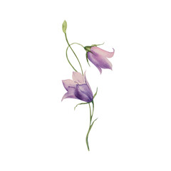 Bell. Bell flower on an isolated background. Watercolor illustration. Botany.