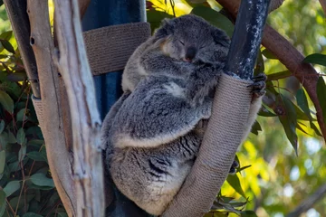 Foto auf Alu-Dibond Liebevolle Koalabären © Tom