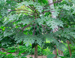 The black stalk papaya tree is very fruitful on the trunk in Thailand and is popular for salads.