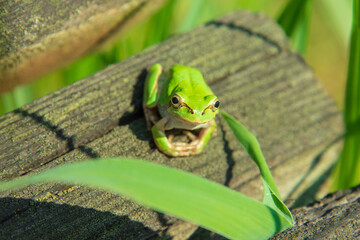 アマガエル