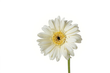 Gerbera flower head with bright yellow center isolated transparent png
