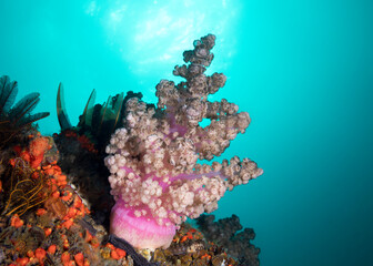 Fototapeta na wymiar A light pink Cauliflower soft coral (Capnella thyrsoidea) growing on the reef underwater
