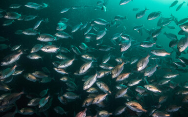 Fototapeta na wymiar Closeup of a school of silver Hottentot fish underwater (Pachymetopon blochii)