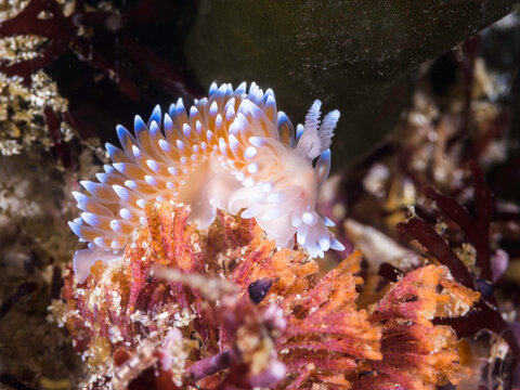 Side View Of A Cape Silvertip Nudibranch (Janolus Capensis) With Translucent Body Covered With Cerata With White Tips