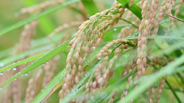 収穫前の稲の恵みの雨